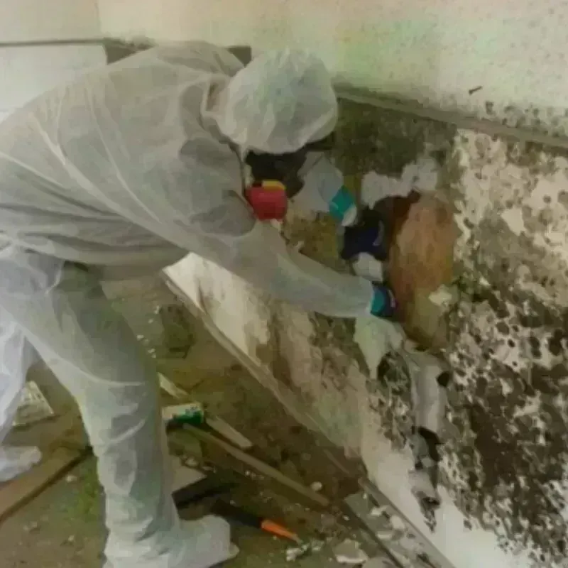 Mold Remediation and Removal in Eden, TX